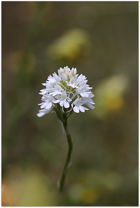 Anacamptis pyramidalis albina